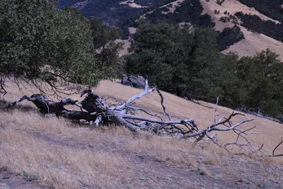 DSC_2213 (Large).JPG